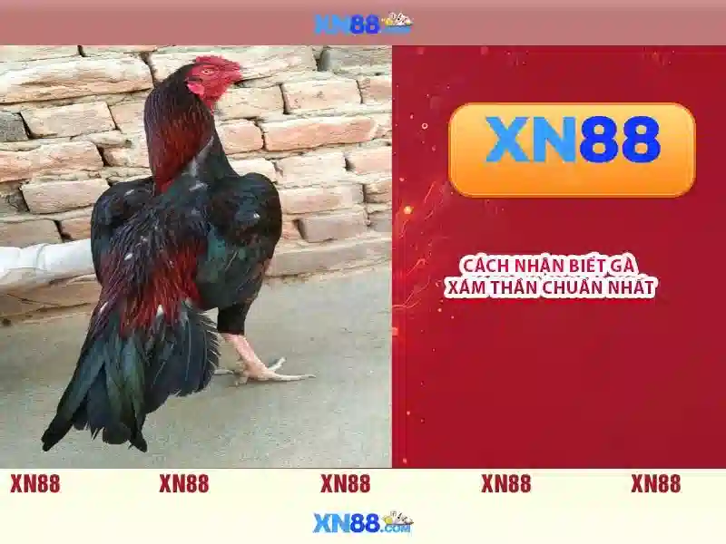 Hướng dẫn tham gia và rút tiền