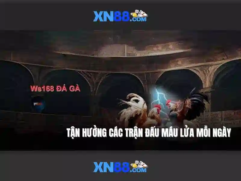 Kết luận về XN88