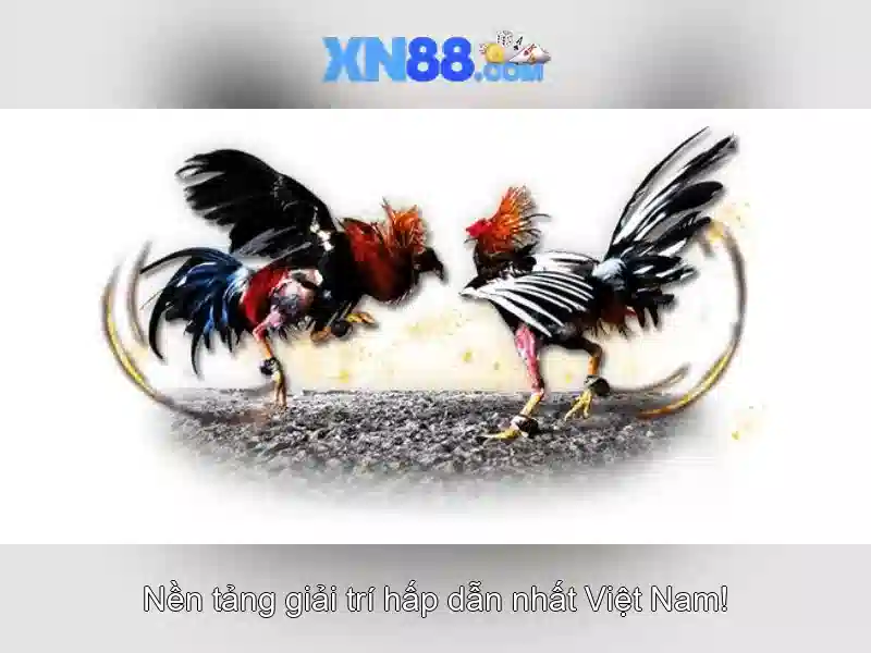 Cách tham gia và thanh toán tại xn88