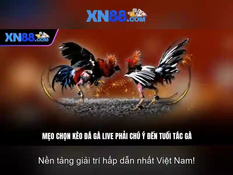 Giao diện và trải nghiệm người dùng